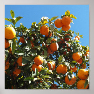orange, citrus, fruit, fresh, slice, food, ripe, poster