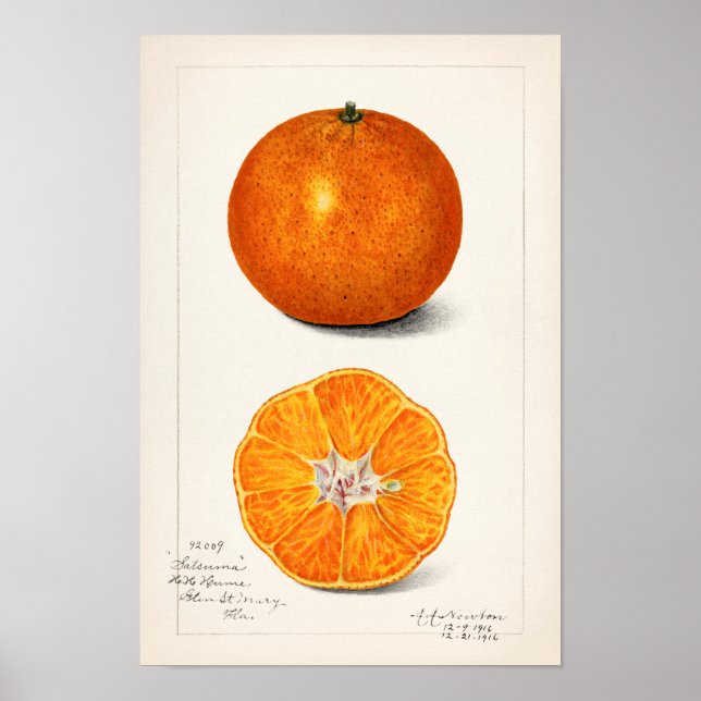 Orange (Citrus Sinensis) by Amanda Almira Newton Poster (Front)