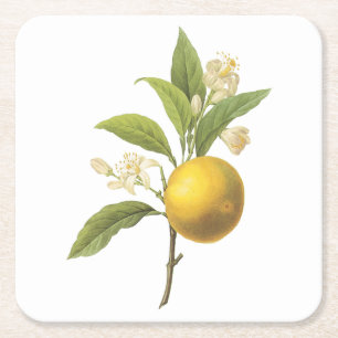 orange(Citrus sp.) by Redouté Square Paper Coaster