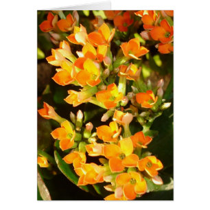 Orange clusters