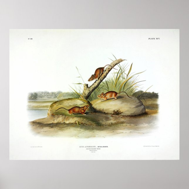 Orange Coloured Mouse (Golden Mouse) by Audubon Poster (Front)