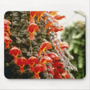 Orange Columnea Gloriosa Goldfish Plant flowers Mouse Pad
