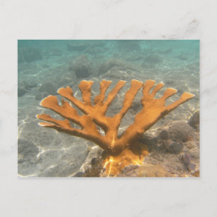 Orange Coral Postcard