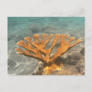 Orange Coral Postcard