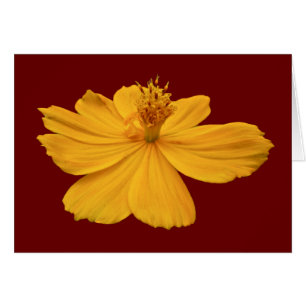 Orange Cosmos Coordinating Items