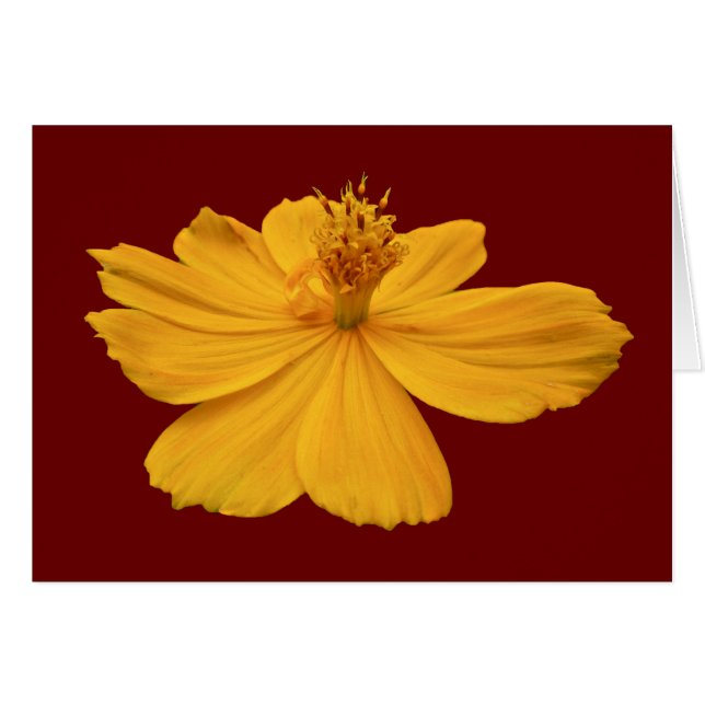 Orange Cosmos Coordinating Items (Front Horizontal)