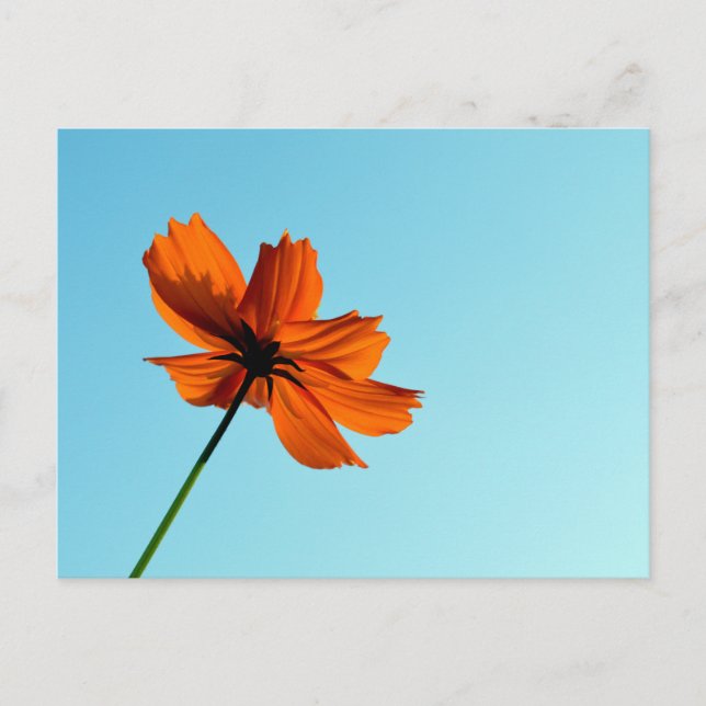 Orange Cosmos Flower  Postcard (Front)