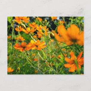 Orange Cosmos Flowers Postcard