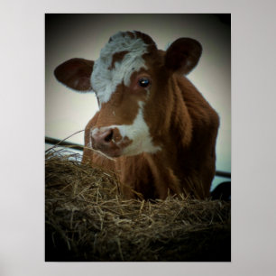 Orange Cream Cow Poster