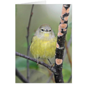 Orange-crowned Warbler