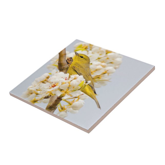Orange-Crowned Warbler Amid the Cherry Blossoms Tile (Side)