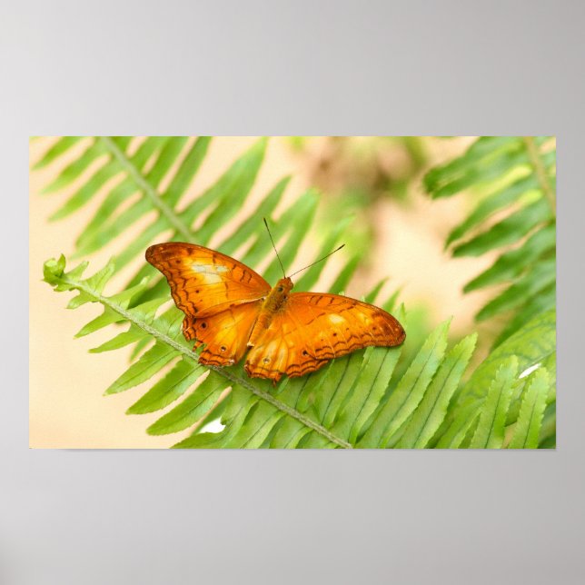 Orange Cruiser butterfly poster (Front)