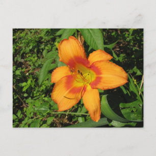 Orange Crush Daylily Postcard