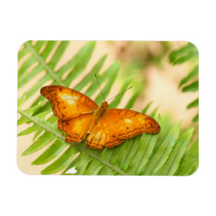 Orange Crusier butterfly Magnet