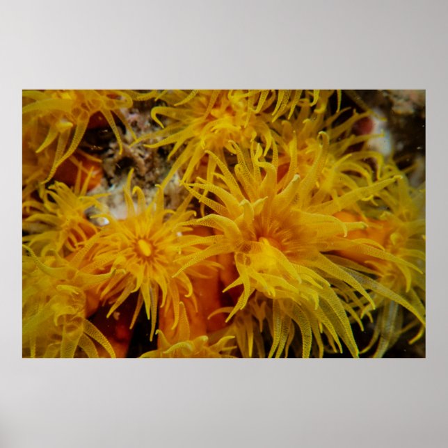 Orange cup coral poster (Front)