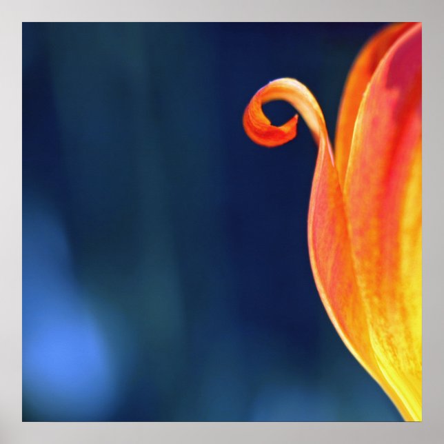Orange Curly Tulip Petal Curl Macro Abstract Poster (Front)