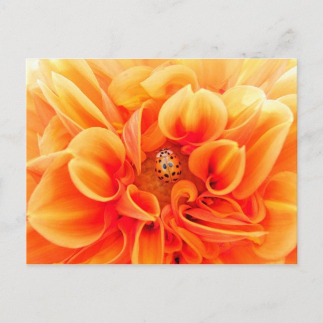 Orange Dahlia and Ladybug Postcard (Front)
