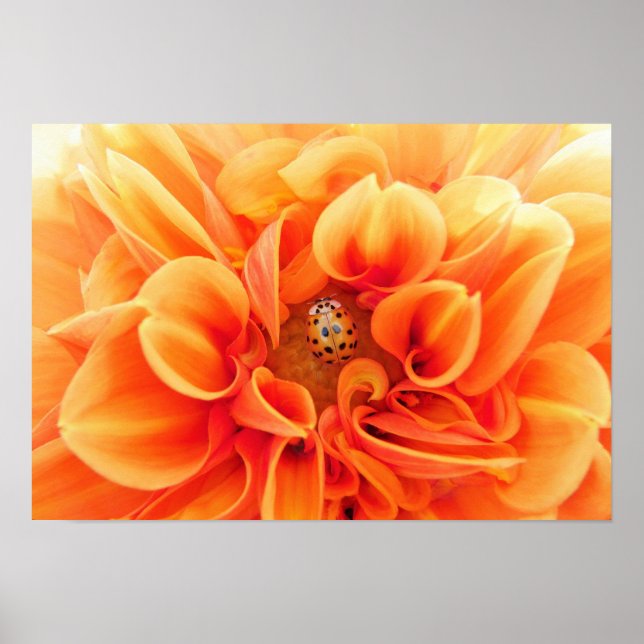 Orange Dahlia and Ladybug Poster (Front)