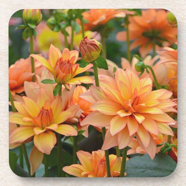 Orange dahlia flower garden coaster (Front)