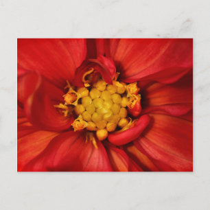 Orange Dahlia Flower Postcard