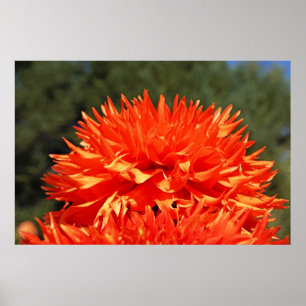 ORANGE DAHLIA FLOWERS Art Prints Photography