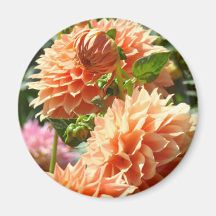 Orange Dahlia Flowers Magnets Holiday gifts