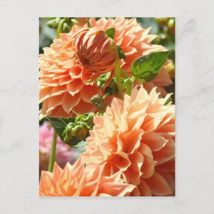 Orange Dahlia Flowers postcards Dahlias Floral