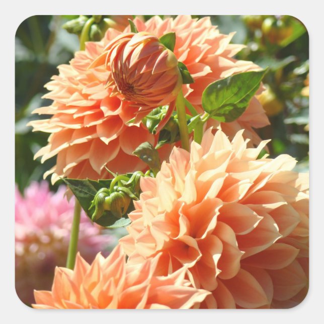 Orange Dahlia Flowers sttickers envelope seals (Front)