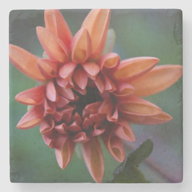 Orange Dahlia II Stone Coaster (Front)