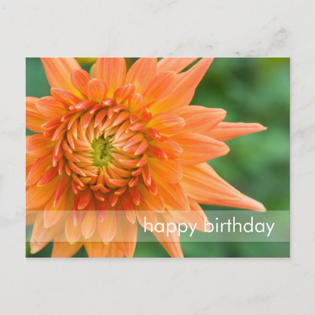 Orange Dahlia Postcard (Front)