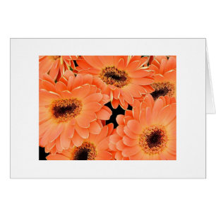 Orange Dahlias