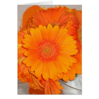 Orange Daisies