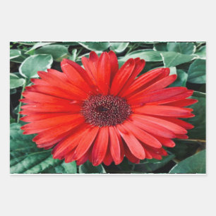 Orange Daisy Botanical Gift Wrap Sheets