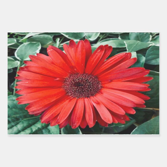 Orange Daisy Botanical Gift Wrap Sheets  (Front)