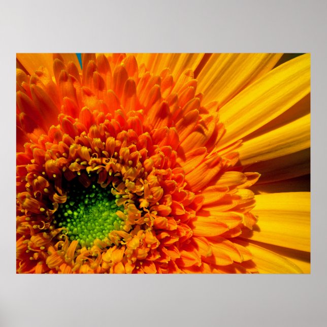 Orange Daisy Canvas Print (Front)