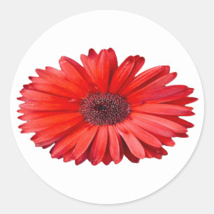 Orange Daisy Floral Art Classic Round Sticker