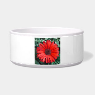 Orange Daisy Floral Bright Modern Flower