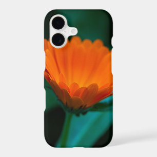 Orange daisy flower