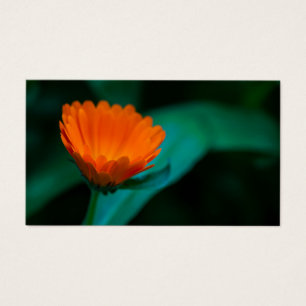 Orange daisy flower