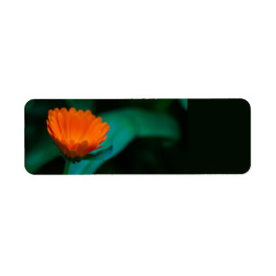 Orange daisy flower