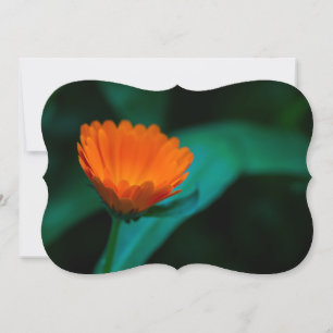 Orange daisy flower