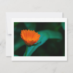 Orange daisy flower card