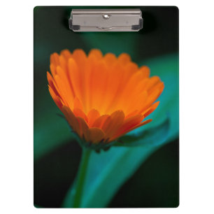 Orange daisy flower clipboard
