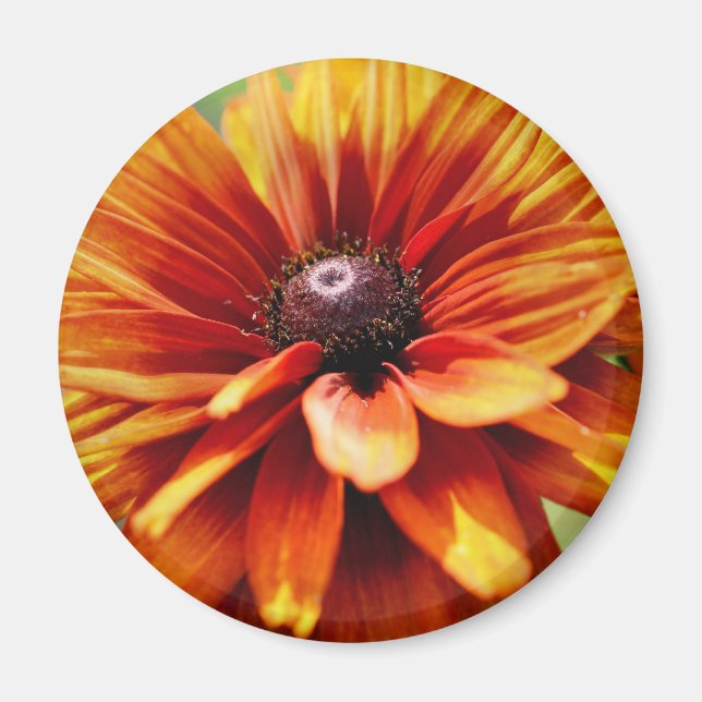Orange Daisy Flower  Magnet (Front)