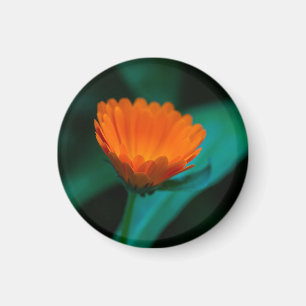 Orange daisy flower magnet