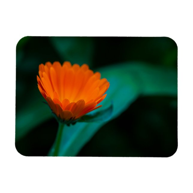Orange daisy flower magnet (Horizontal)