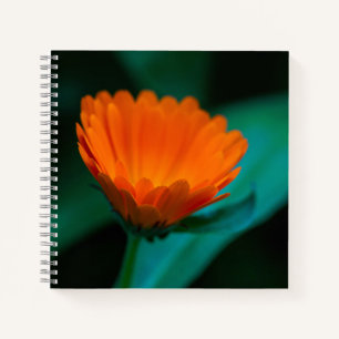 Orange daisy flower notebook