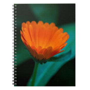 Orange daisy flower notebook