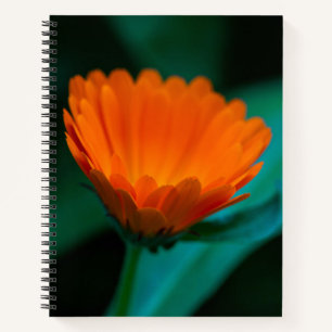 Orange daisy flower notebook