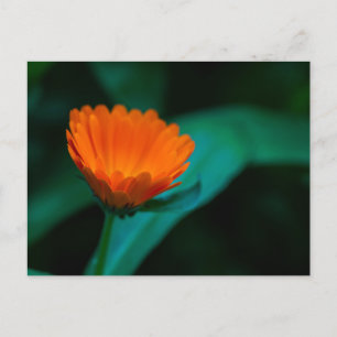 Orange Daisy Flower Photograph Holiday Postcard